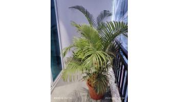 Rugi Colonia Ambernath West